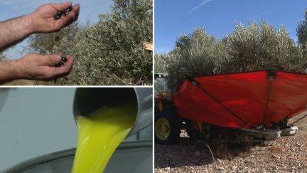 El campo aragonés espera una campaña de la aceituna desigual. / Aragón TV