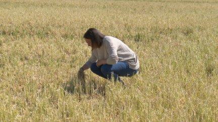 En 2024 se firmaron en Aragón 31.000 seguros por un valor de 1.500 millones. / Aragón TV