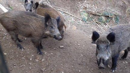 Jabalíes alrededor de Barcelona./ Ayuntamiento de Barcelona/ Europa Press