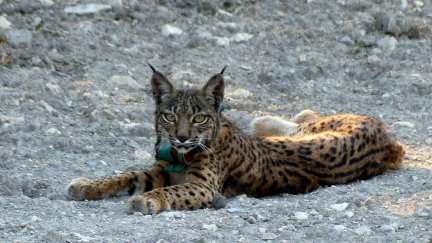 El lince ibérico es una especie catalogada en peligro de extinción. / Archivo JCYL EUROPA PRESS