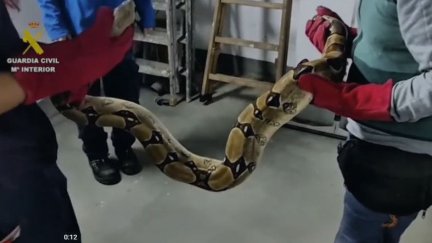 El SEPRONA incauta dos serpientes en un domicilio de Zaragoza. / Guardia Civil