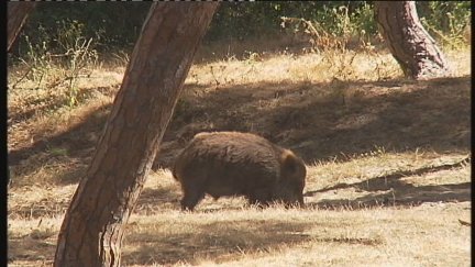 Con estos nuevos casos se confirma la presencia de la enfermedad en un total de 9 animales salvajes en Cataluña. / Aragón TV