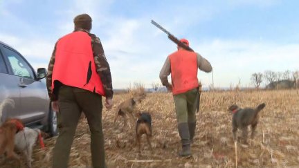 Los cazadores de Sariñena llevan 25 años abatiendo jabalíes para evitar daños en los cultivos y regadíos./ Aragón TV