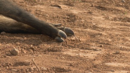 El brote de peste porcina continúa controlado en la zona del foco de infección. / Aragón Noticias