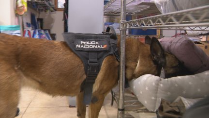 Agente de la Unidad Canina en un entrenamiento. / Aragón TV