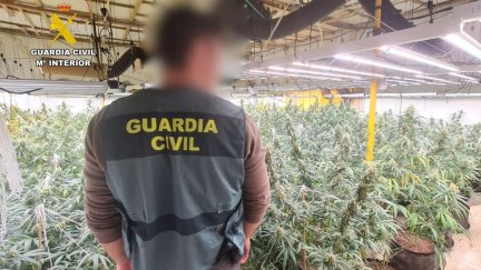 Se incautaron 2013 plantas de marihuana / Guardia Civil
