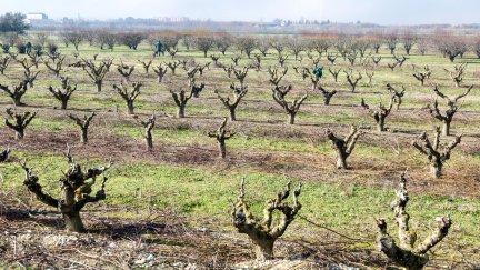 Agricultura abona más de 4,3 millones en ayudas de la PAC a Zonas con Limitaciones Naturales. | Gobierno de Aragón