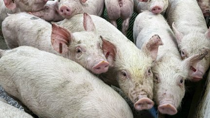 Lechones en una granja de porcino aragonesa. / EFE. Javier Belver