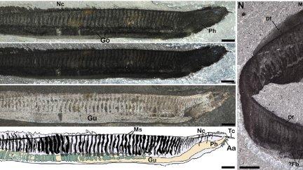 El trabajo estudia el origen de la estructura corporal de los fósiles Pikaia, integrando a esta especie en los cordados primitivos. / Dinópolis