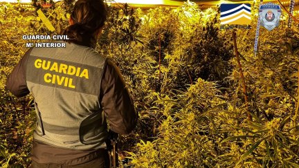 Imagen de una plantación en interior en una operación de la Guardia Civil en Aragón./ Guardia Civil
