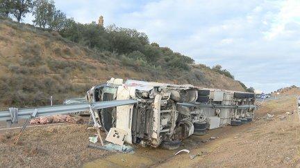 trasladaba cerdos, y algunos animales han quedado sueltos en la calzada. | Aragón TV