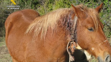 El investigado por maltrato animal es un vecino de la comarca oscense de 67 años. / Guardia Civil