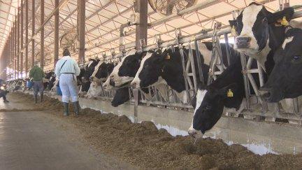 En Aragón hay 685 explotaciones de bovino / Aragón TV