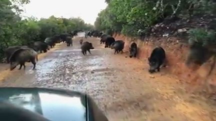 La agricultura también sufre las consecuencias de su proliferación. / Aragón TV