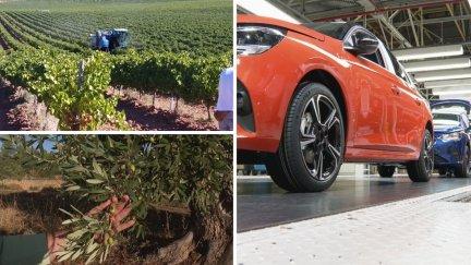 Sectores como la automoción, el vino y el aceite de oliva se pueden ver beneficiados por el acuerdo comercial de la UE y la India. / Aragón TV