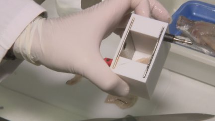 La técnica se está probando en una empresa de Zaragoza especializada en pescado / Aragón TV