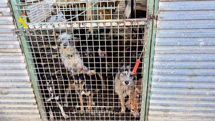 La Guardia Civil incautó en Zaragoza a más de 100 animales víctimas de maltrato en 2025. / Guardia Civil