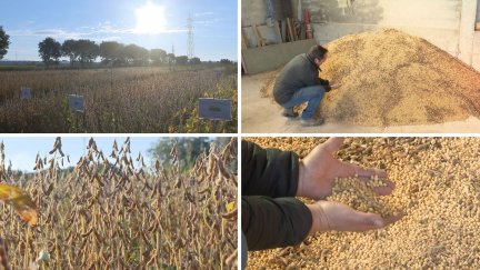 Las cooperativas consideran que la soja es un cultivo rentable. / Canva