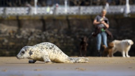 Según los expertos, el animal está siguiendo "una rutina normal". / EFE