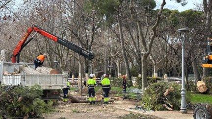 Retirada de un pino en el parque Miguel Servet de Huesca. / Ayuntamiento de Huesca