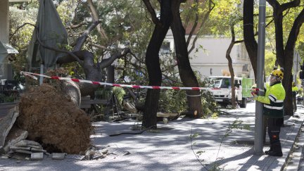 Un árbol caído en la zona alta de Barcelona este jueves. / EFE. Marta Pérez