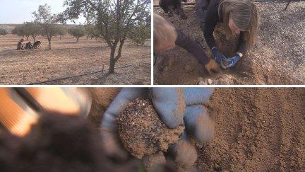 Los productores de trufa negra hacen un buen balance de lo que llevan de campaña. / Aragón TV