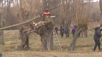 Momento en el que un vecino de Fuentes Calientes (Teruel) escamonda uno de los chopos./ Aragón TV