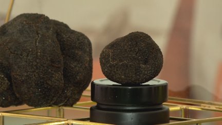 Un valioso ejemplar de trufa negra que saldrá a subasta. / Aragón Tv
