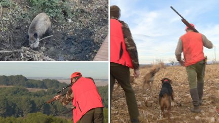Aragón implementará medidas para reforzar el control de la población de jabalíes ante la peste porcina. / Aragón TV