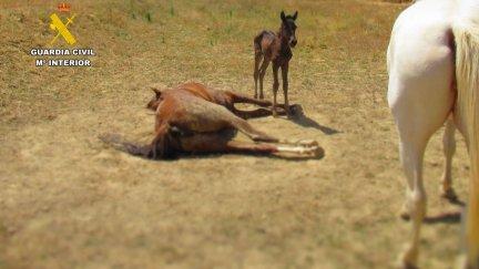 Algunos de los ejemplares hallados en una de las fincas. / Guardia Civil