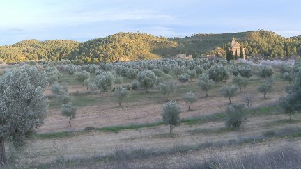 El suceso afectó a 33.000 hectáreas de olivar / Aragón TV