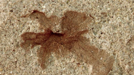 Patagoflora minima, ejemplar de una de las pequeñas flores estudiadas. / Museo Paleontológico Egidio Feruglio de Trelew, Argentina