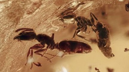 Con potentes microscopios, los investigadores pudieron identificar las especies. / 'Frontiers in Ecology and Evolution'