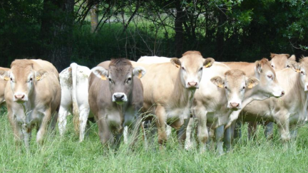 Confirmado un segundo foco de Dermatosis Nodular Contagiosa en Borrastre (Fiscal, Huesca). / Departamento de Agricultura, Ganadería y Alimentación. Archivo