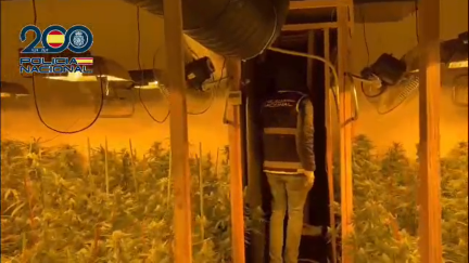 La Policía Nacional desmantela una plantación “indoor” con más de 4000 plantas de marihuana en un polígono de Zaragoza. / Policía Nacional