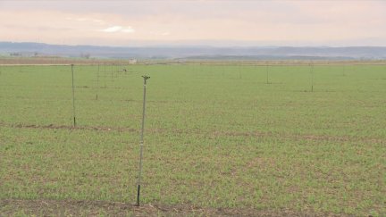 Imagen de un campo de guisantes en Almudévar tras las lluvias caídas. / Aragón TV