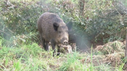 Las restricciones en Barcelona por la peste porcina africana afectan ya a todo el Parque Natural de Collserola y a 18 municipios. / Archivo