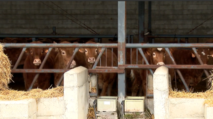 El Gobierno de Aragón compensará a los ganaderos afectados por la Dermatosis Nodular Contagiosa que tuvieron que sacrificar a sus vacas./ Aragón TV