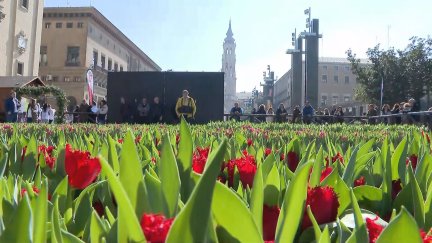 Los tulipanes se han eregido en protagonistas de la Plaza del Pilar. / Aragón TV