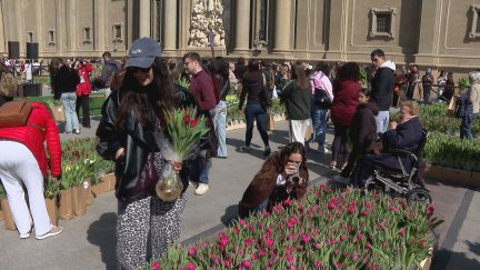 La plaza del Pilar de Zaragoza acogió la segunda edición del Mercado Solidario de los Tulipanes.| Aragón TV
