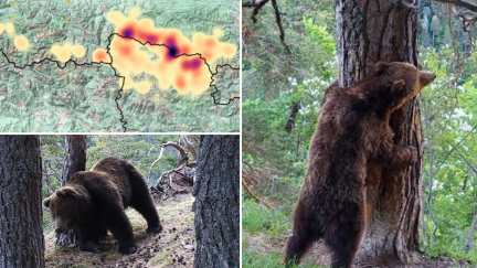 Beroi y Cannellito, ejemplares de oso presentes en Aragón. / Gobierno de Aragón