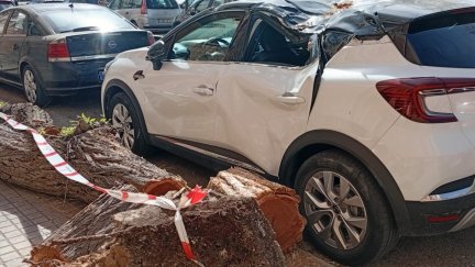 Una vehículo dañado en el barrio de Las Fuentes de Zaragoza este jueves por la caída de un árbol. / Aragón TV
