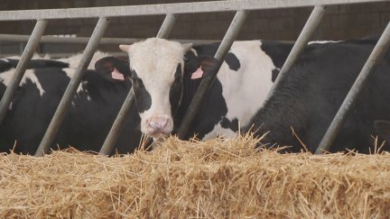 Ya se ha vacunado al 95 % de las explotaciones en la zona de restricción. / Aragón TV