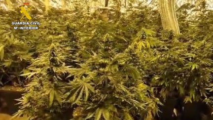Desmantelada una plantación de marihuana en una casa cueva de Épila. / Guardia Civil