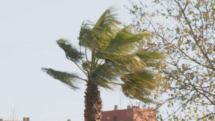 Imagen del viento azotando en Zaragoza este martes. / Aragón TV