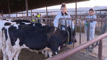 En Tauste, ha comenzado la nueva campaña de vacunación de la dermatosis nodular contagiosa en Aragón. / Aragón TV