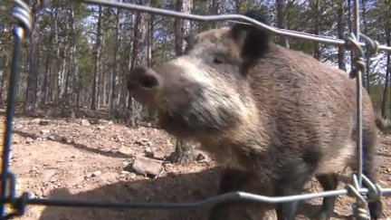 La peste porcina africana se ha detectado en jabalís de Cataluña. / Aragón Tv