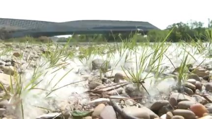 Llega la temporada alta de las alergias primaverales con el polen de las gramíneas y el olivo. / Aragón Tv