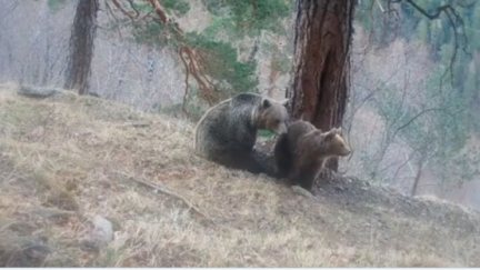 Imagen del osezno con su madre, Clavelina, en el valle de Hecho. / Aragón TV