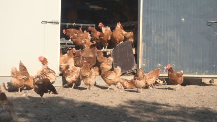 El Gobierno levanta el confinamiento a las aves de corral en toda España por la gripe aviar. / Aragón TV